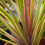 Gardeners Dream Cordyline australis Can Can (9cm) 3