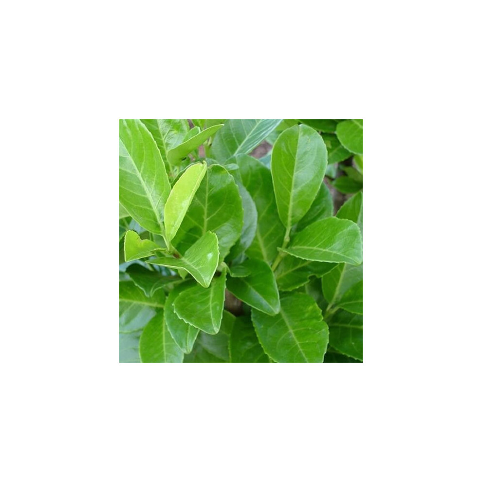 Prunus laurocerasus Rotundifolia (9cm, 5 Plants)