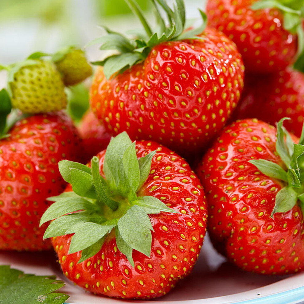 Gardeners Dream (20) Strawberry 'Korona' Early Season Bare Root Garden Bush Fruit Plants