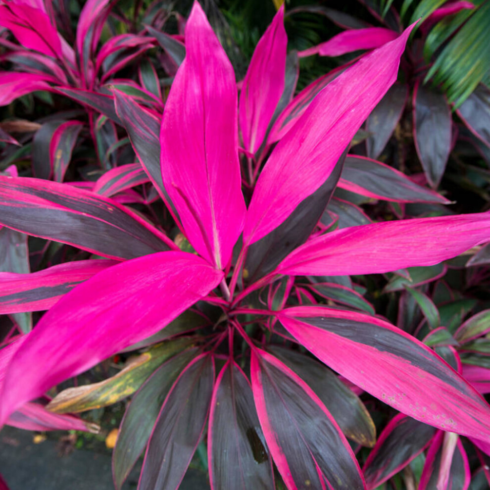 https://images.esellerpro.com/3048/I/626/62/Cordyline-Tango-3.jpg