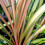 Gardeners Dream Cordyline australis Can Can (9cm) 4