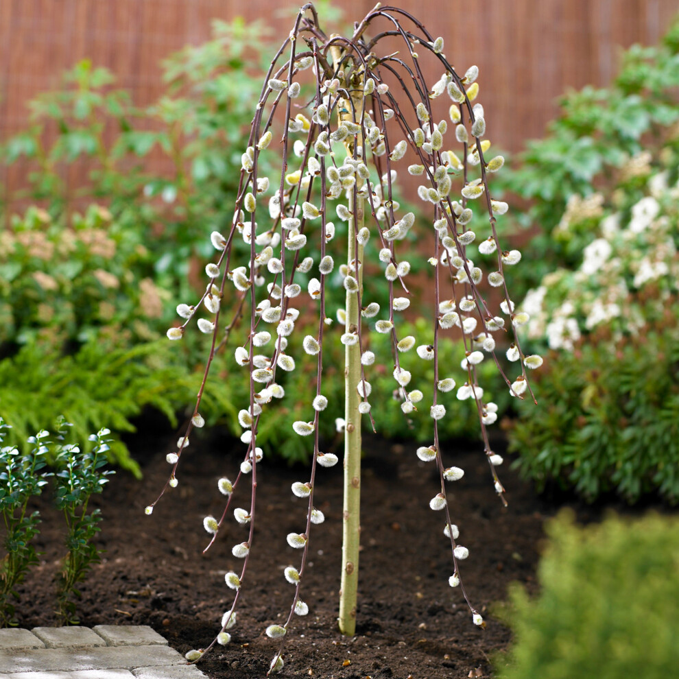 (40cm) Salix Caprea Pendula 'Kilmarnock' Tree | Weeping Willow Trees For Small Gardens