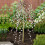 Gardeners Dream (60cm) Salix Caprea Pendula 'Kilmarnock' Tree | Weeping Willow Trees For Small Gardens 1