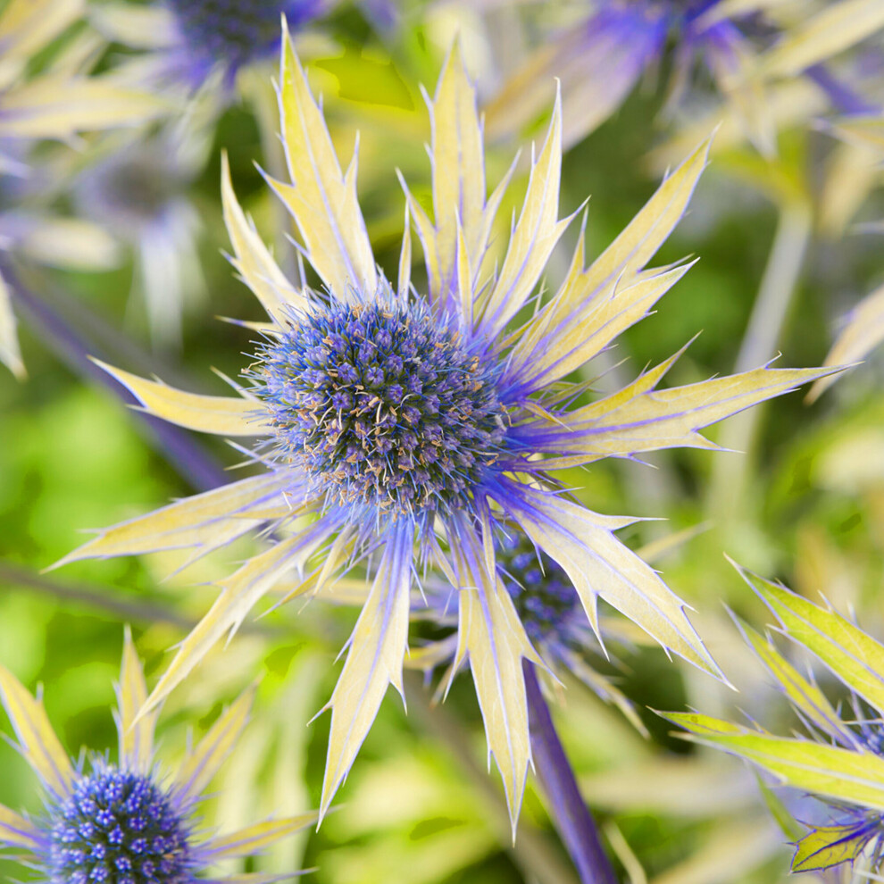 Gardeners Dream Eryngium Zabelli Neptunes (9Cm) Gold