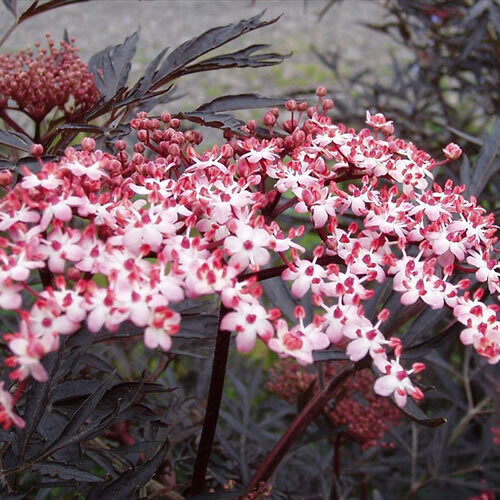 1 X Sambucus 'Black Lace' Common Elder Deciduous Shrub Hardy Plant In Pot