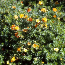 1 X Potentilla 'Tangerine' Deciduous Shrub Hardy Garden Plant In Pot