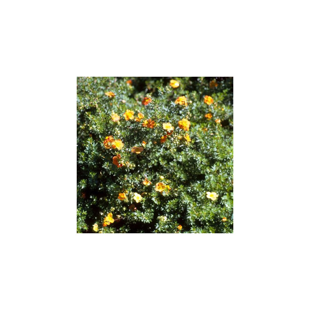 Gardeners Dream 1 X Potentilla 'Tangerine' Deciduous Shrub Hardy Garden Plant In Pot