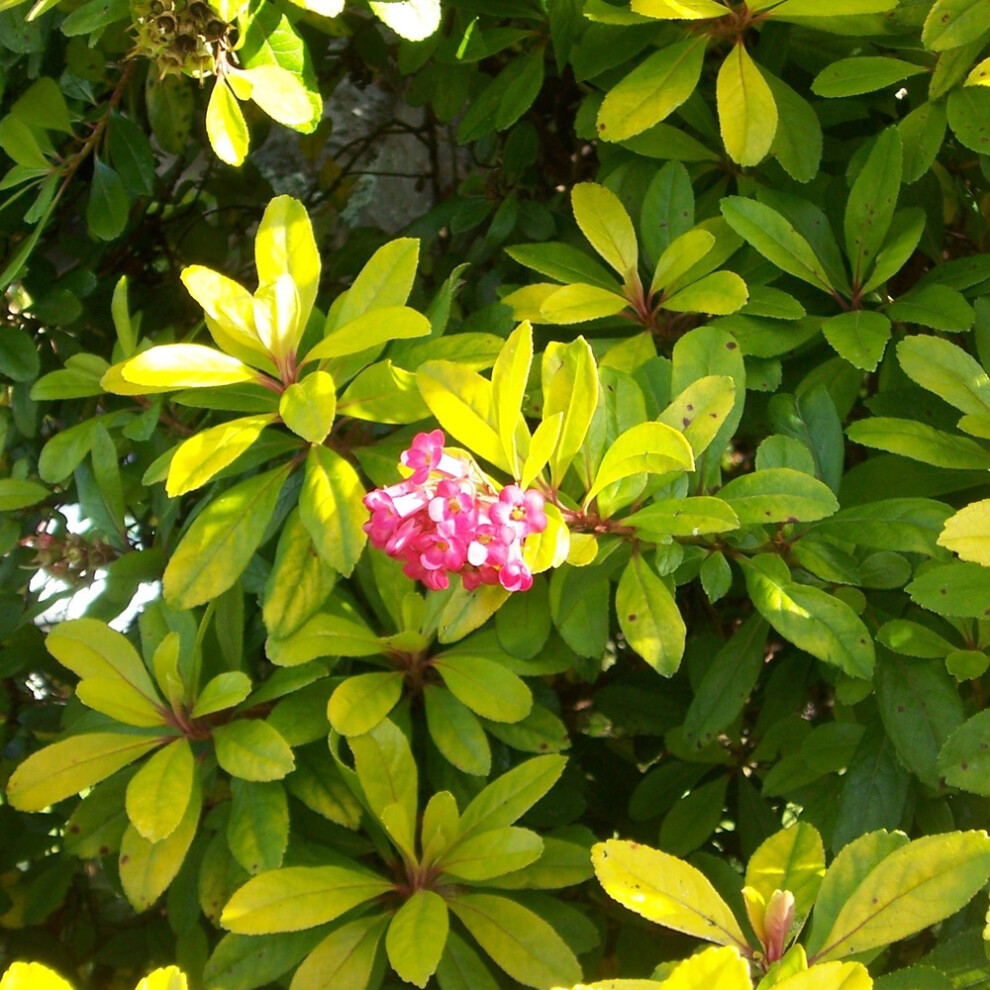 Gardeners Dream Escallonia Laevis ' Ellen' Evergreen Hardy Hedging Garden Shrub | 9Cm Pot Gold