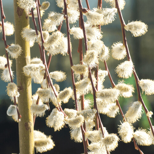 Gardeners Dream (40cm) Salix Caprea Pendula 'Kilmarnock' Tree | Weeping Willow Trees For Small Gardens 1