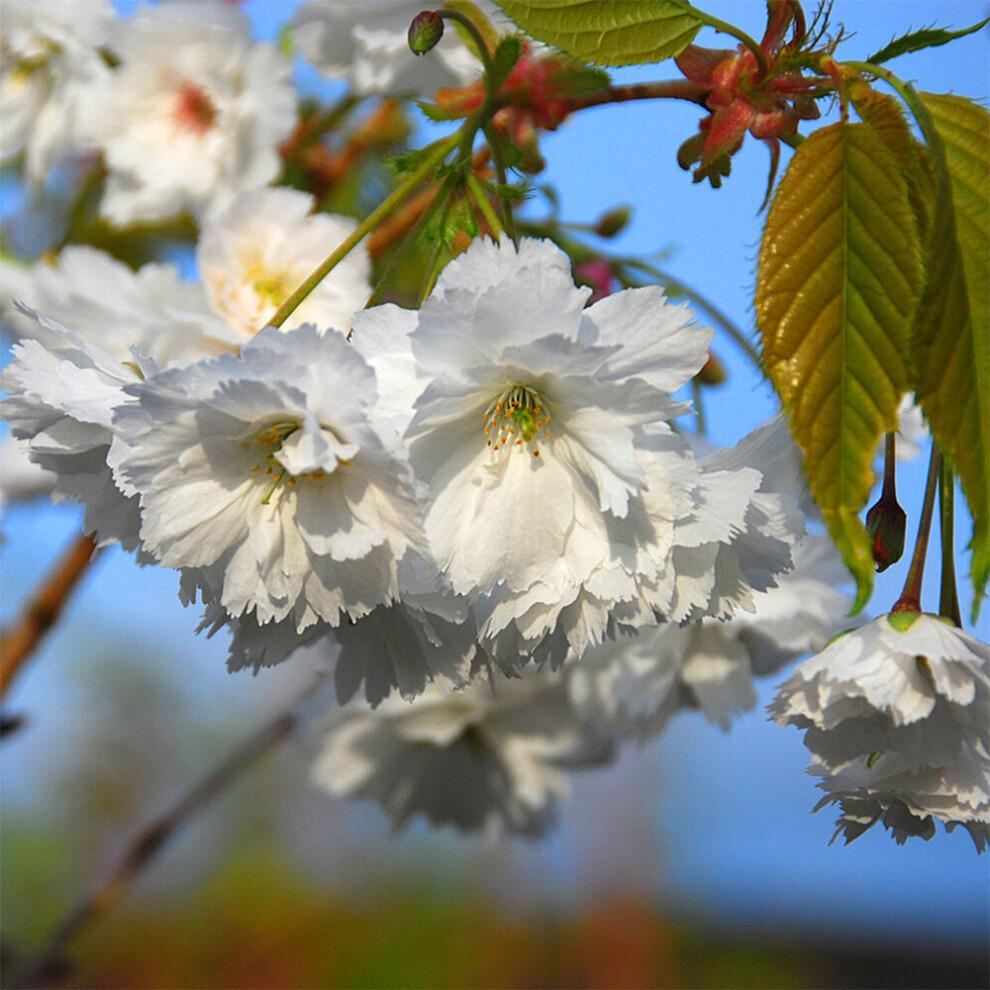 Prunus Shogetsu | Flowering Cherry | Ornamental Garden Tree | 5-6Ft