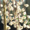Gardeners Dream (60cm) Salix Caprea Pendula 'Kilmarnock' Tree | Weeping Willow Trees For Small Gardens 2