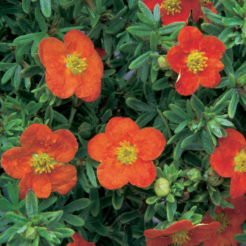 Gardeners Dream Potentilla Fruticosa Red Ace (9Cm)