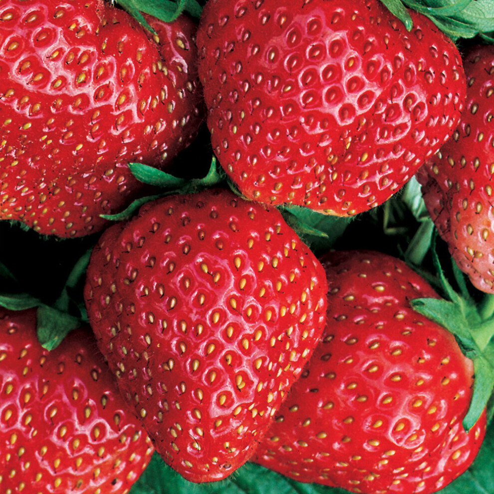 (5) Strawberry 'Red Gauntlet' Hardy Mid Season Bare Root Garden Fruit Plants