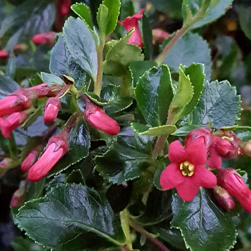 Gardeners Dream Escallonia Rubra Macrantha Evergreen Hardy Hedge Garden Shrub | 9Cm Pot Red