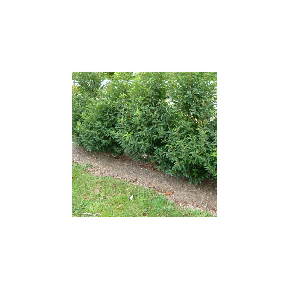 New Gardeners Dream 1 X Prunus 'Lusitanica Myrtifolia Evergreen Shrub Hardy Garden Plant In Pot 9Cm_prulum_#1_Gd