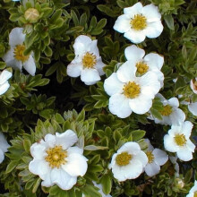 1 X Potentilla 'Tilford Cream' Deciduous Shrub Hardy Garden Plant In Pot