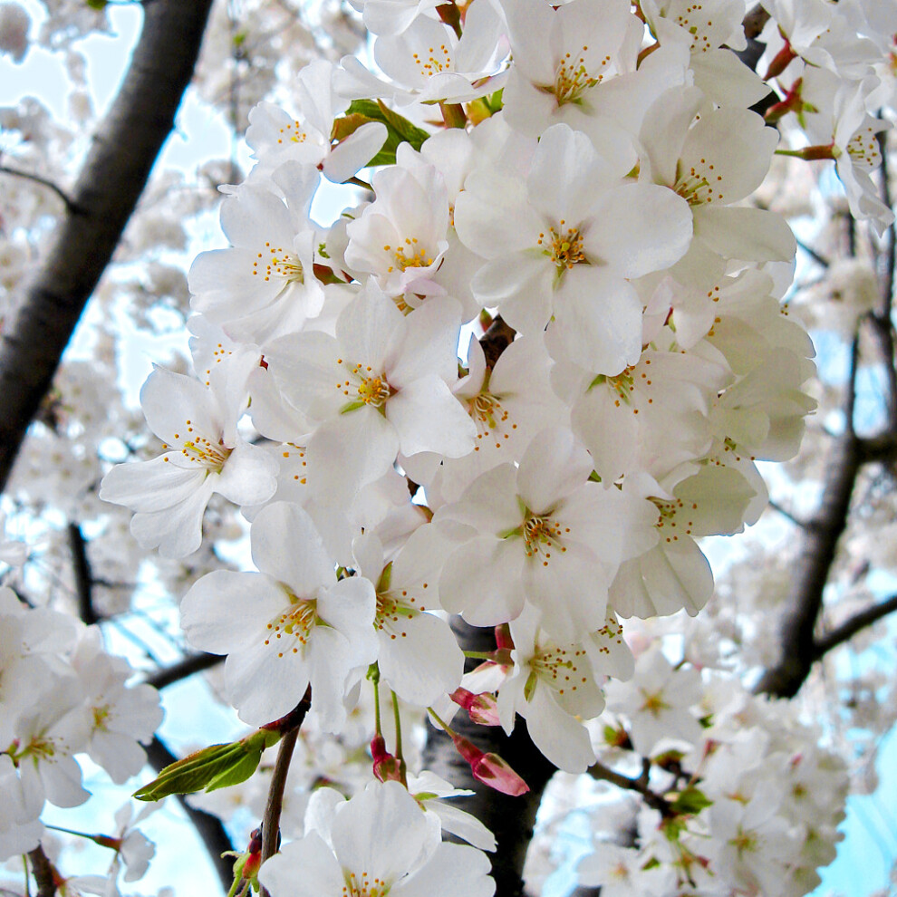 Gardeners Dream Prunus X Yedoensis Shidare Yoshino | Weeping Cherry | Garden Tree | 5-6Ft Green