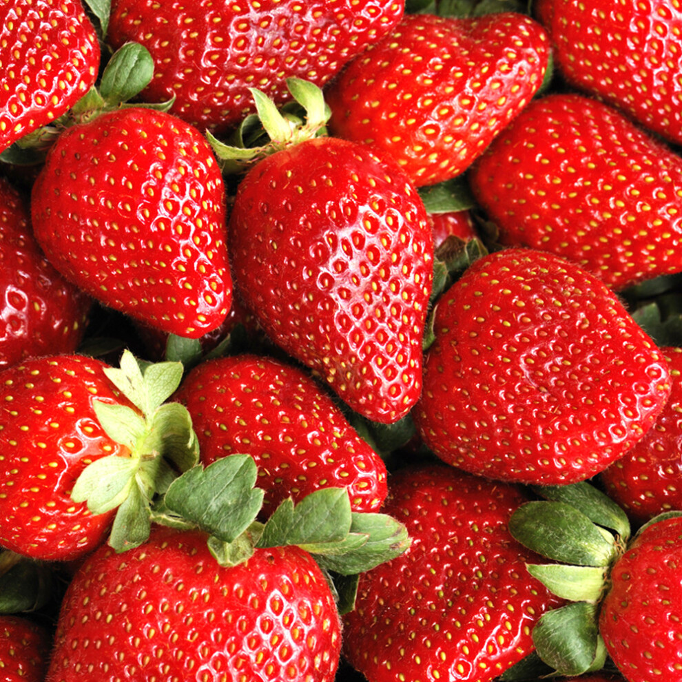 Gardeners Dream (20) Strawberry 'Sweetheart' Bare Root Fast Growing Garden Bush Fruit Plants
