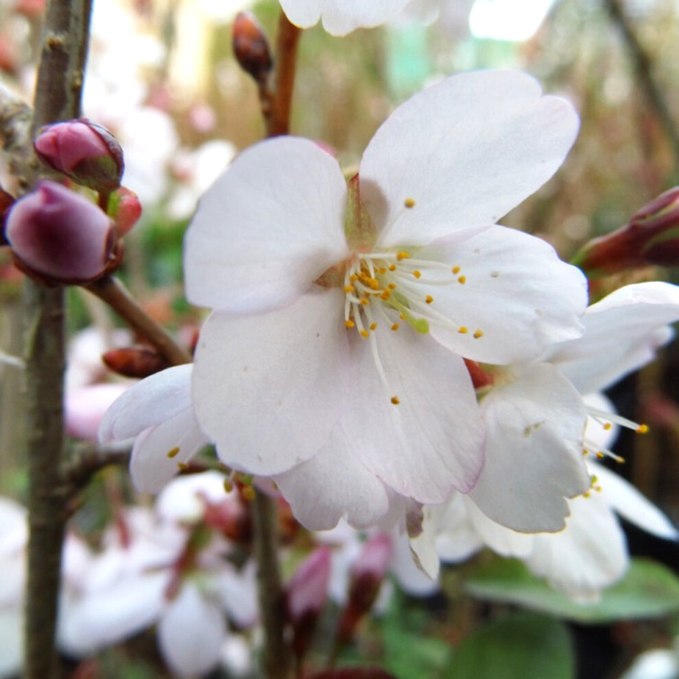 Gardeners Dream Prunus Spire Tree (12L, 5-6Ft)