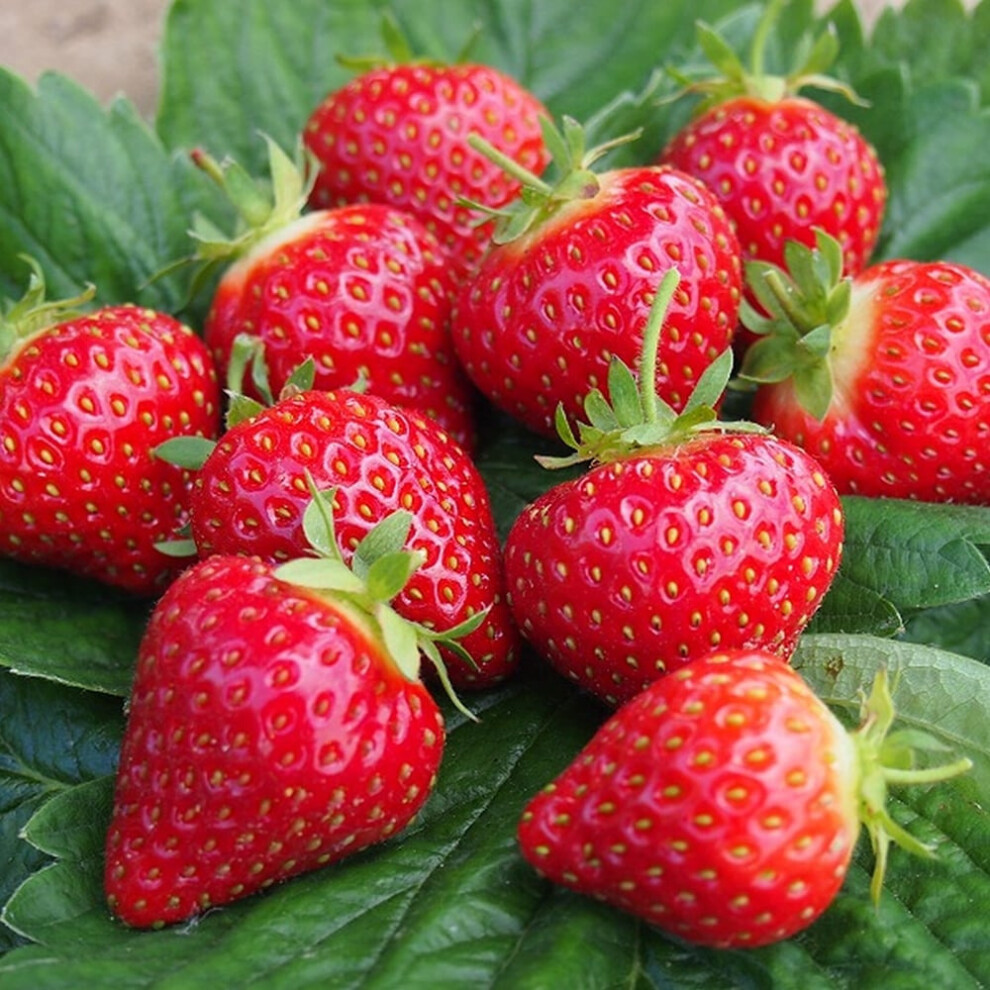 (10) Strawberry 'Hapil' Fast Growing Mid Season Bare Root Garden Fruit Plants