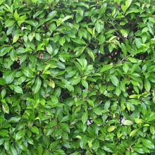 1 X PRUNUS 'ROTUNDIFOLIA' EVERGREEN SHRUB HARDY GARDEN PLANT IN POT