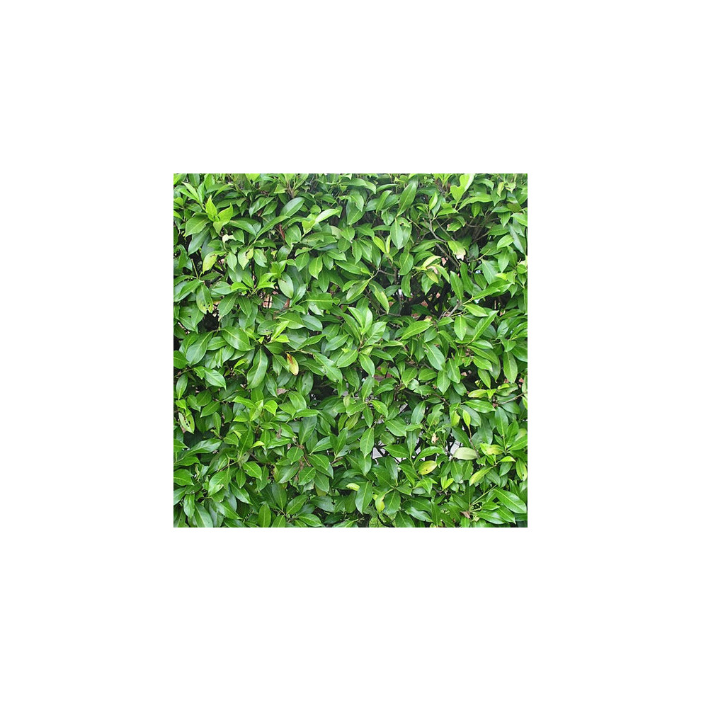 Gardeners Dream 1 X Prunus 'Rotundifolia' Evergreen Shrub Hardy Garden Plant In Pot