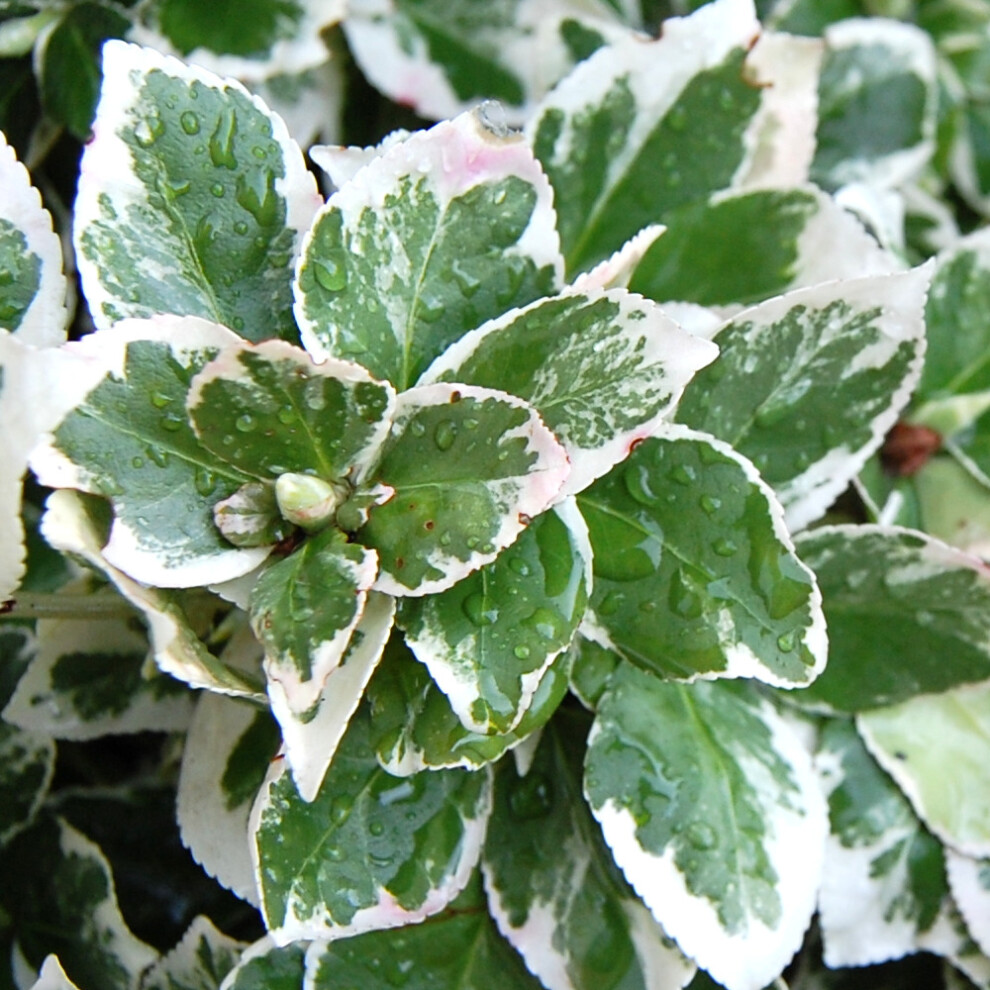 Gardeners Dream Euonymus Fortunei 'Emerald Gaiety' Spindle Evergreen Hardy Shrub | 9Cm Pot