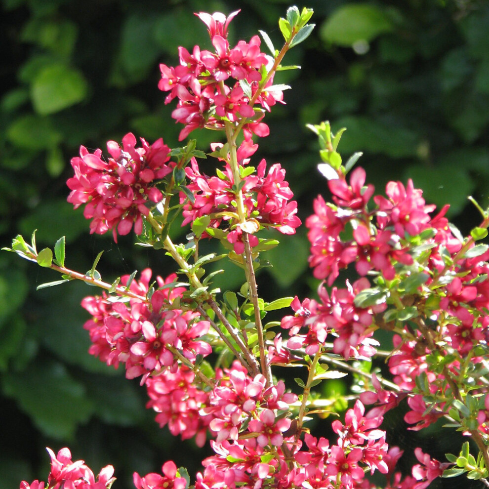 Gardeners Dream Escallonia Red Elf (9Cm)