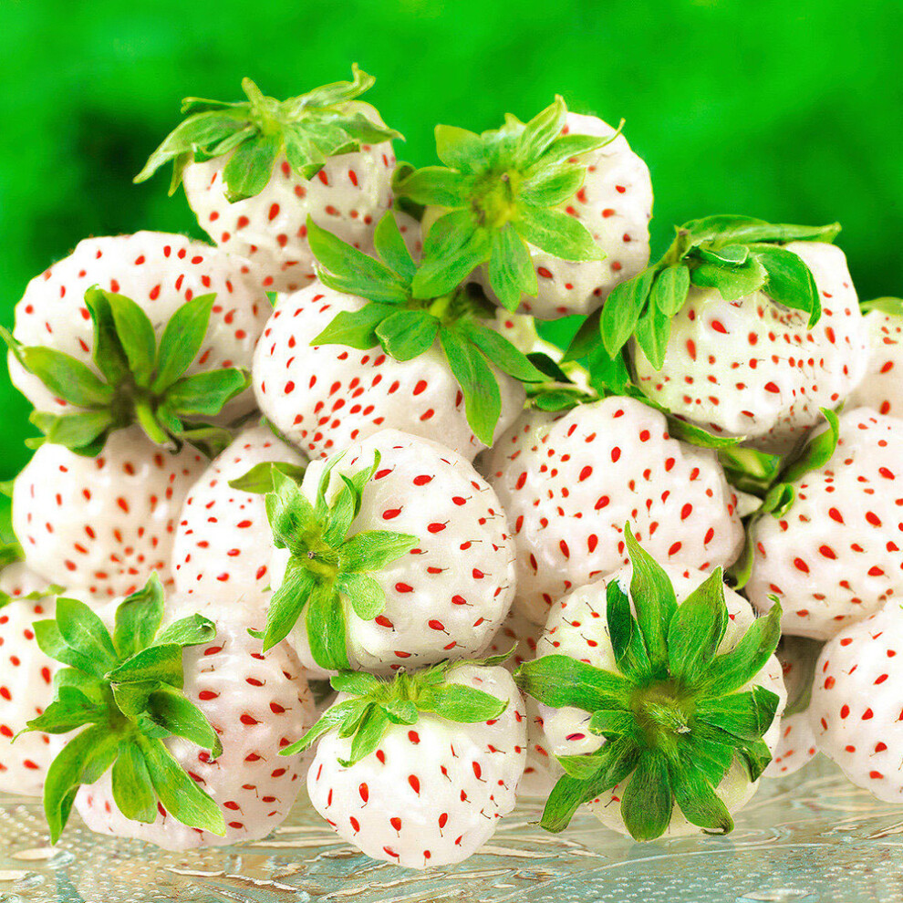 (10) Strawberry 'Snow White' Fast Growing Bare Root Garden Bush Fruit Plants