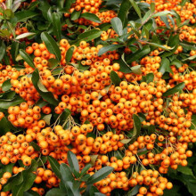 1 X PYRACANTHA 'ORANGE GLOW' EVERGREEN SHRUB HARDY GARDEN PLANT IN POT