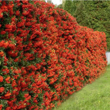 1 X PYRACANTHA 'RED COLUMN' RED FIRETHORN EVERGREEN SHRUB GARDEN PLANT IN POT