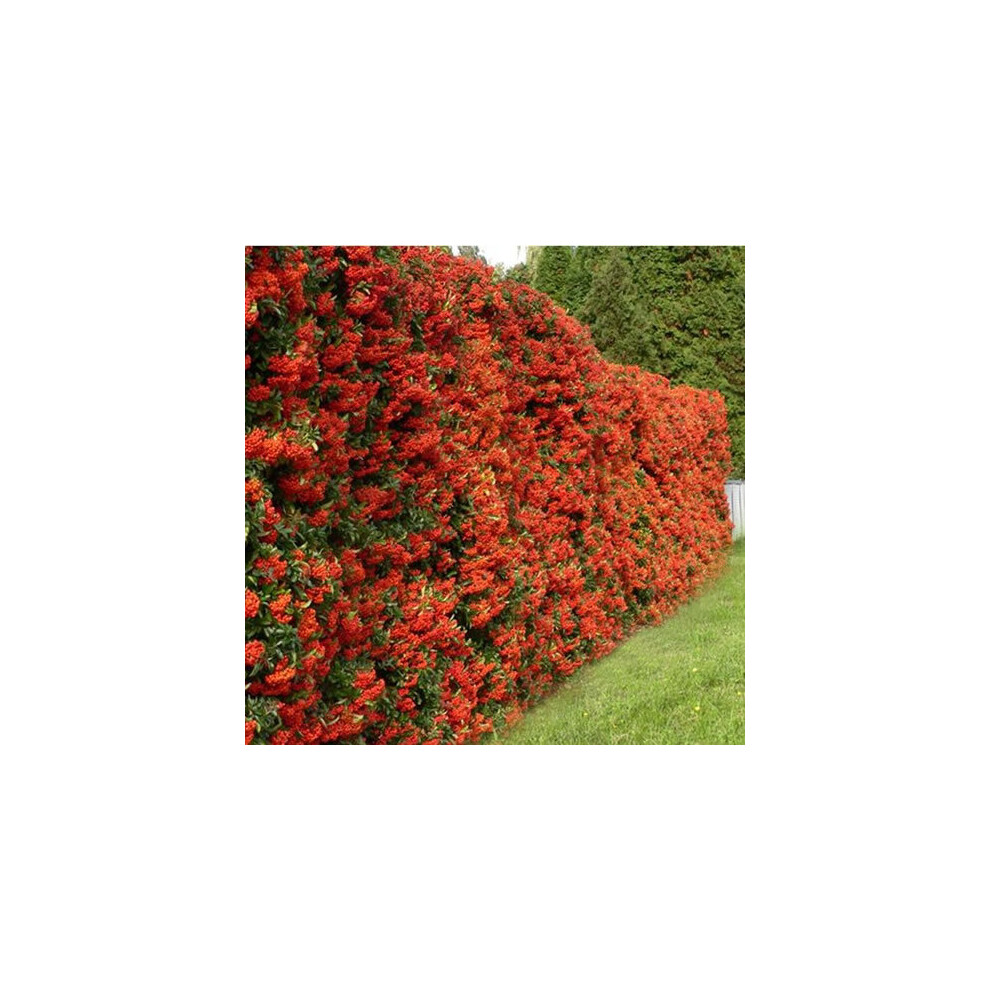 Gardener's Dream Uk 1 X Pyracantha ' Column' Firethorn Evergreen Shrub Garden Plant In Pot Red