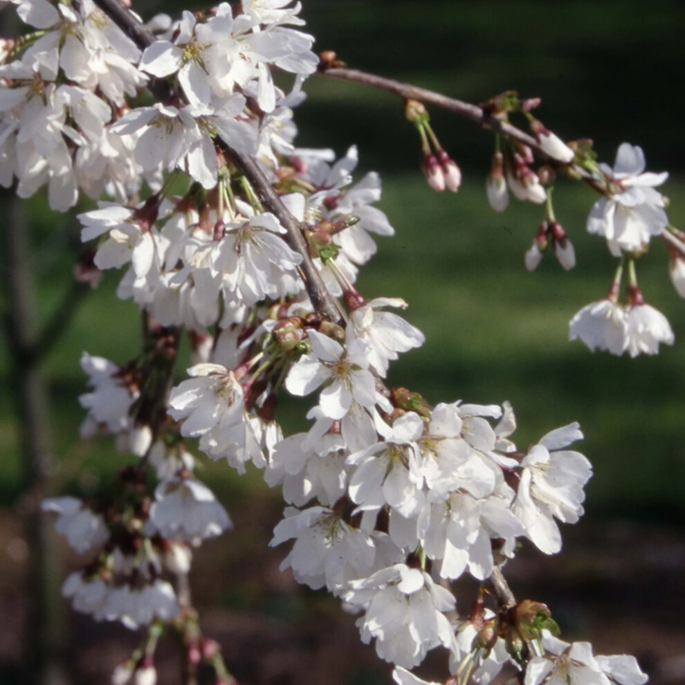 Prunus Snow Showers | Weeping Fuji Cherry | Ornamental Garden Tree | 5-6Ft