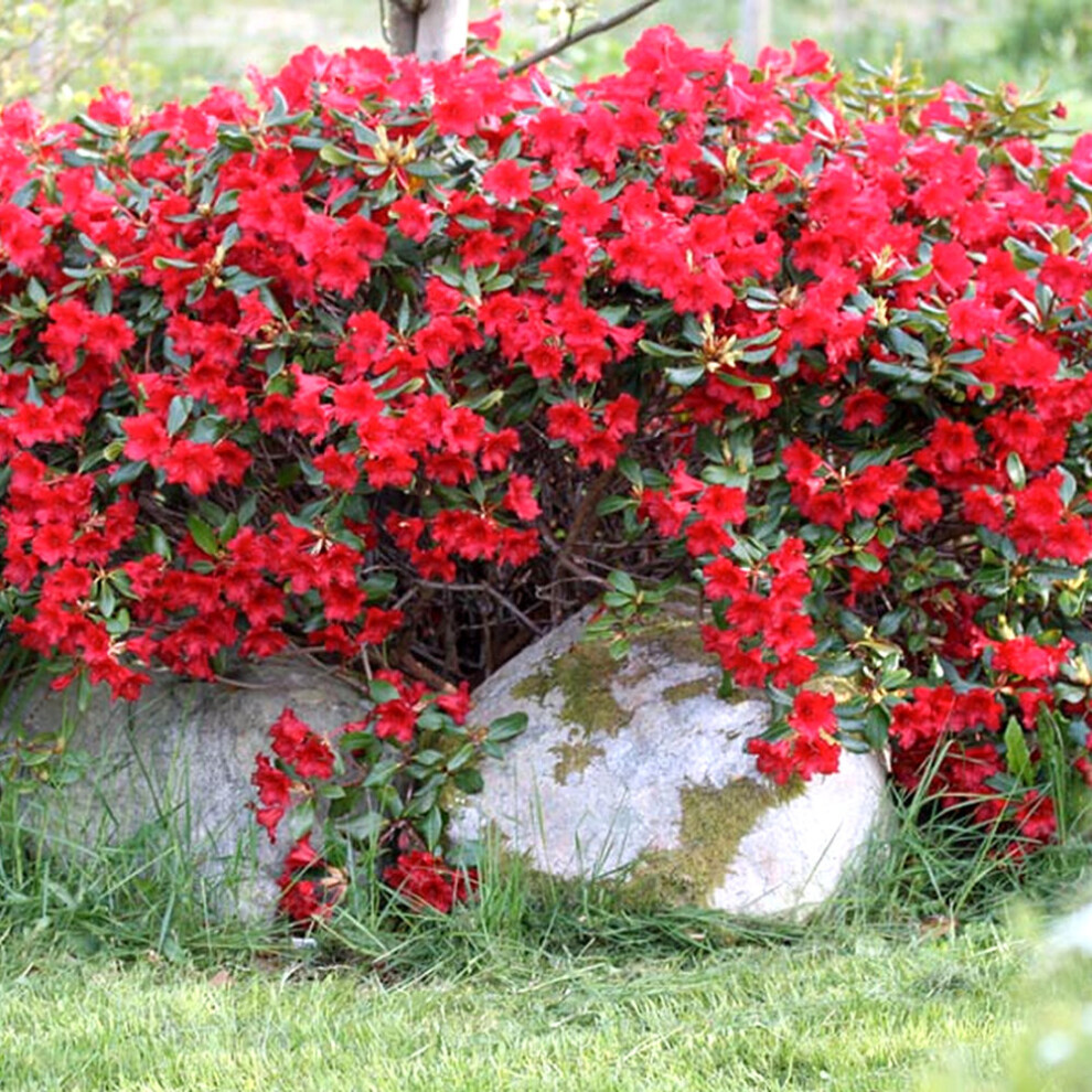 1 X RHODODENDRON 'BADEN BADEN' EVERGREEN BUSHY SHRUB HARDY GARDEN PLANT IN POT