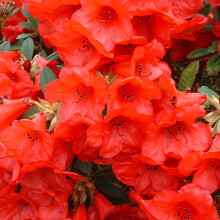Rhododendron 'Elizabeth' evergreen shrub in pot | Hardy, bushy, deep green foliage with deep red spring flowers | 9CM_RHOELI_#1_GD