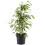 Gardeners Dream Ficus benjamina Starlight (12cm) V3 2