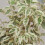 Gardeners Dream Ficus benjamina Starlight (12cm) V3 3