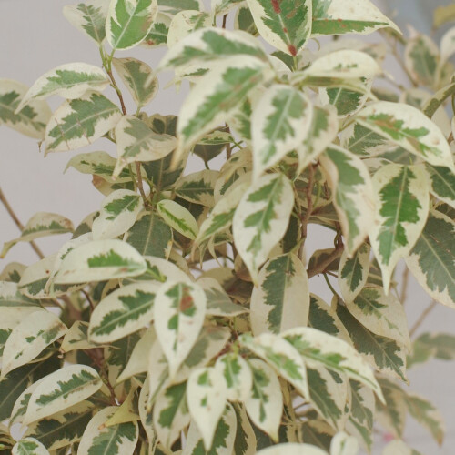 Gardeners Dream Ficus benjamina Starlight (12cm) V3 2