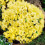 Gardeners Dream Rhododendron Wren (9cm) 5