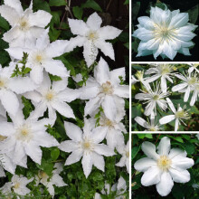 1 X CLEMATIS WHITE COLOURED LARGE FLOWERING CLIMBER HARDY PLANT IN POT