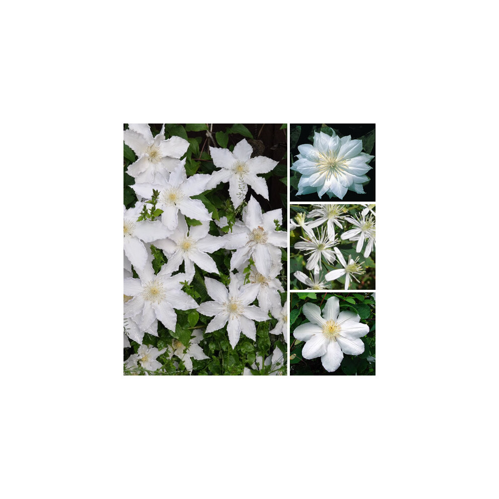 1 X CLEMATIS WHITE COLOURED LARGE FLOWERING CLIMBER HARDY PLANT IN POT