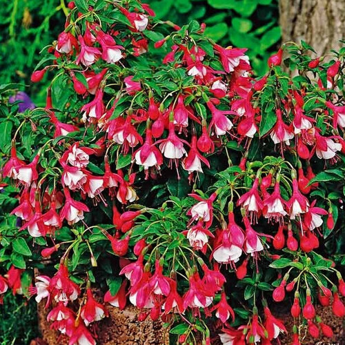 Gardeners Dream Fuchsia Lady Thumb (9cm)