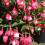 Gardeners Dream Fuchsia Lady Thumb (9cm) 2