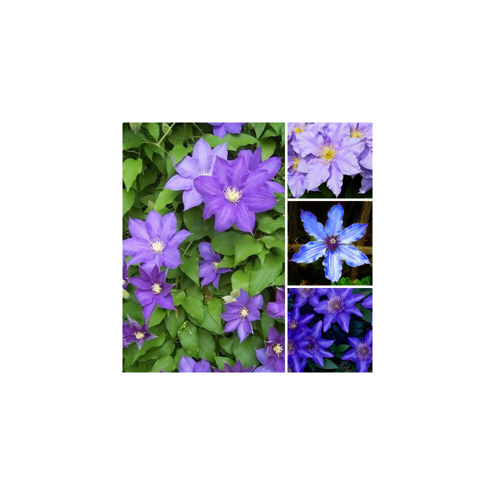 Gardeners Dream Blue Clematis 'Blue' - Image 2
