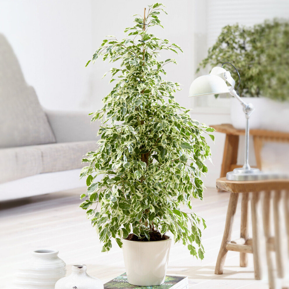 Gardeners Dream Ficus Benjamina Starlight (12Cm) V3