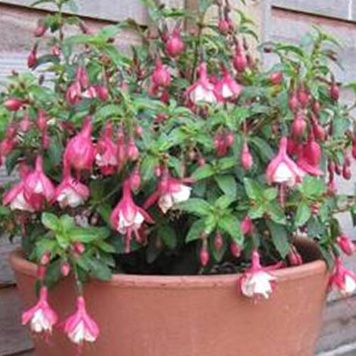 Gardeners Dream Fuchsia Lady Thumb (9cm) 2