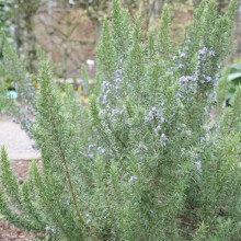 1 X ROSMARINUS 'MISS JESSOP'S UPRIGHT' EVERGREEN SHRUB GARDEN PLANT IN POT