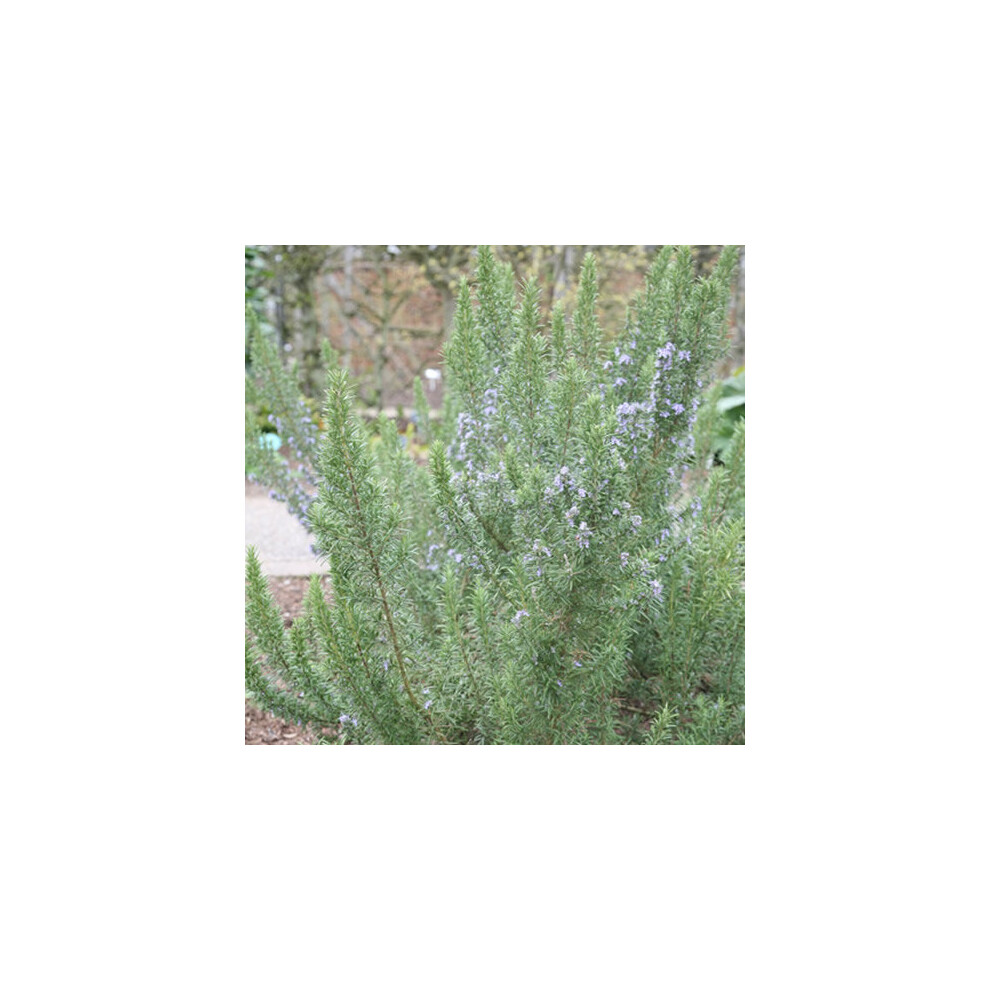 Gardeners Dream 1 X Rosmarinus 'Miss Jessop's Upright' Evergreen Shrub Garden Plant In Pot