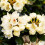 Gardeners Dream Rhododendron Wren (9cm) 2