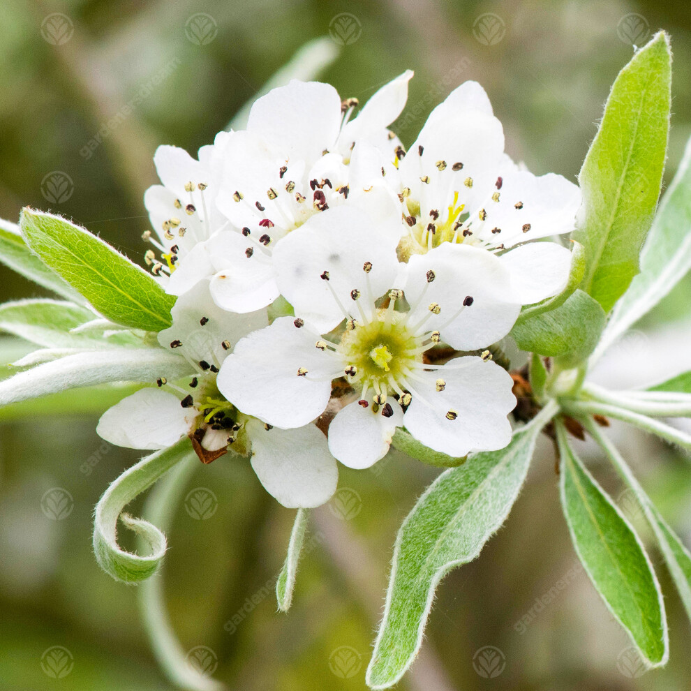 Pyrus Salicifolia 'Pendula' | Weeping Silver Pear | Garden Tree | 5-6Ft